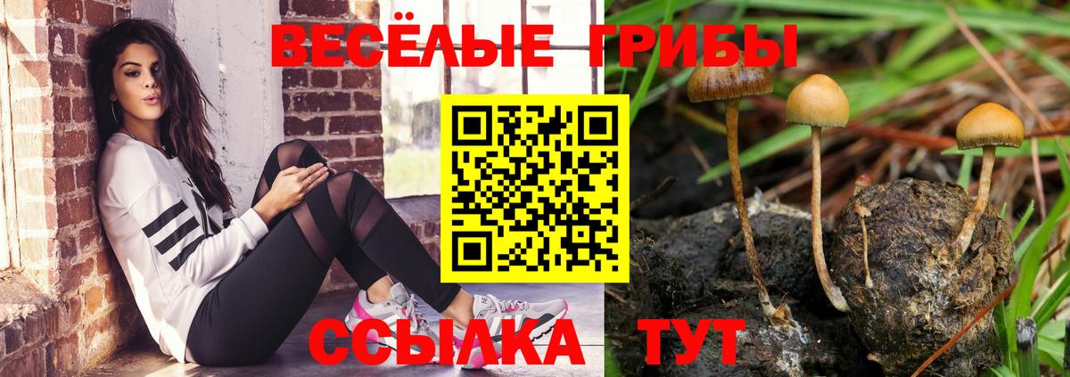 Галлюциногенные грибы Psilocybe Улан-Удэ